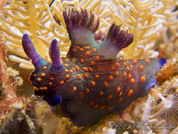 Nembrotha yonowae nudibranch at Sangean Island, Komodo (C... by Marco Waagmeester 